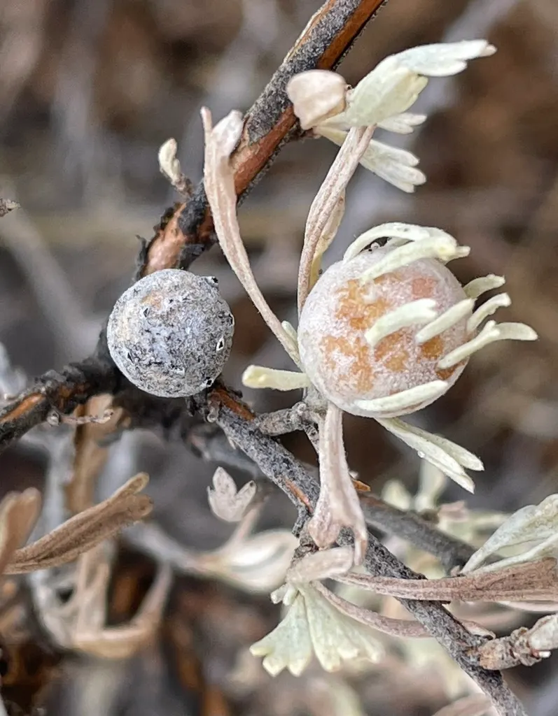 Big Basin Sagebrush (Artemisia Tridentata) — commonly known as Big Basin Sagebrush; adaptable nature favoring well-drained soils in USDA zones 4-9, image 49