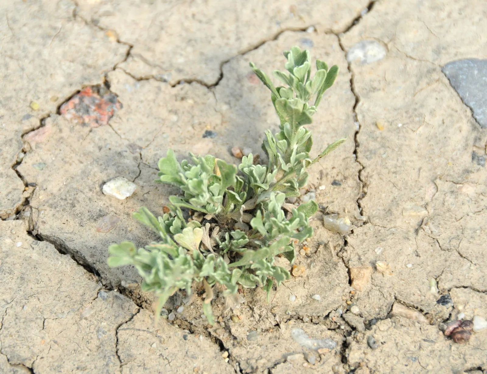 Big Basin Sagebrush (Artemisia Tridentata) — Its silvery-green foliage has a distinctive three-pronged tip; enhancing the sensory experience of the landscape