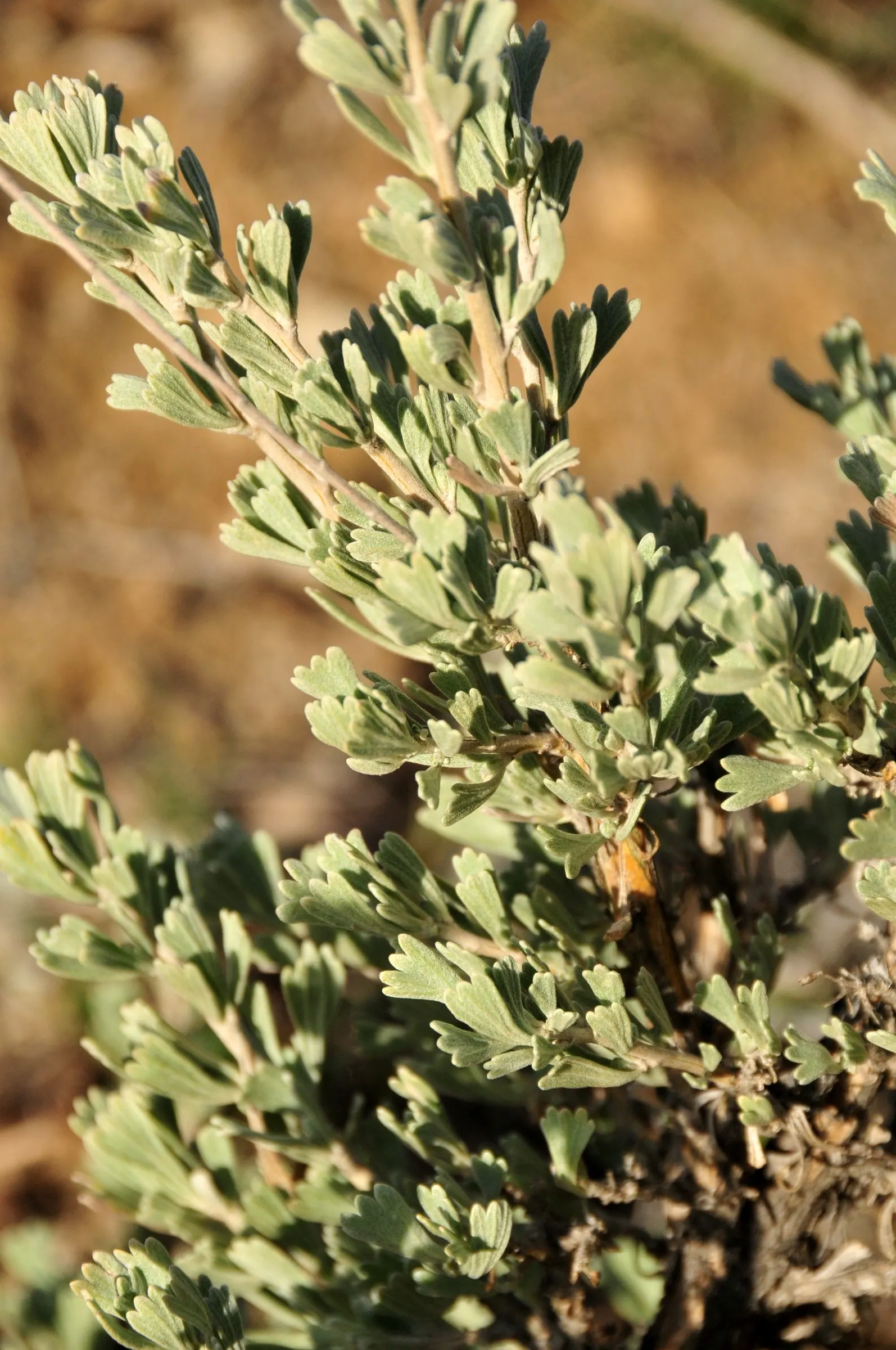 Big Basin Sagebrush (Artemisia Tridentata) — thus contributing to the ecological health of the garden