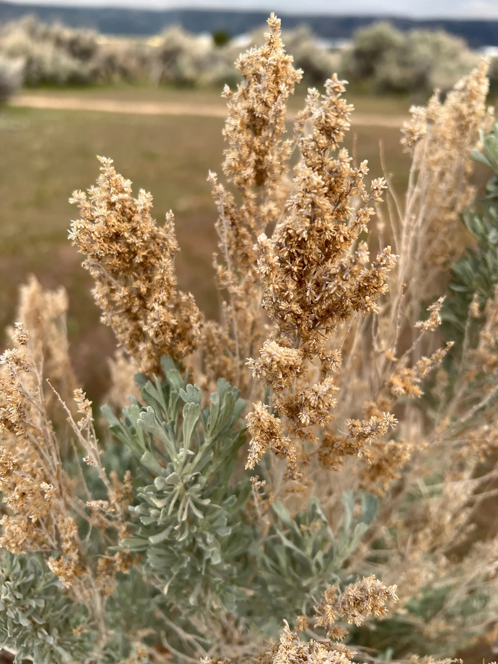 Big Basin Sagebrush (Artemisia Tridentata) — rounded growth habit.<br><br>This shrub is well-known for its aromatic; the plant's foliage releases a, image 61
