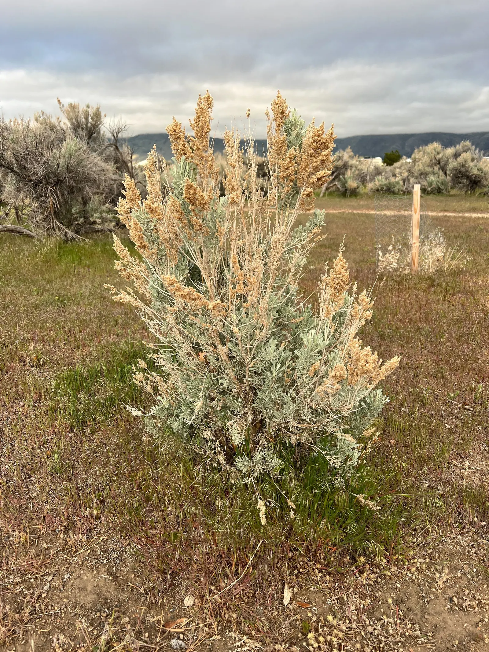 Big Basin Sagebrush (Artemisia Tridentata) — quintessential to the arid landscapes of the Western United States; allowing for an expansive, image 57