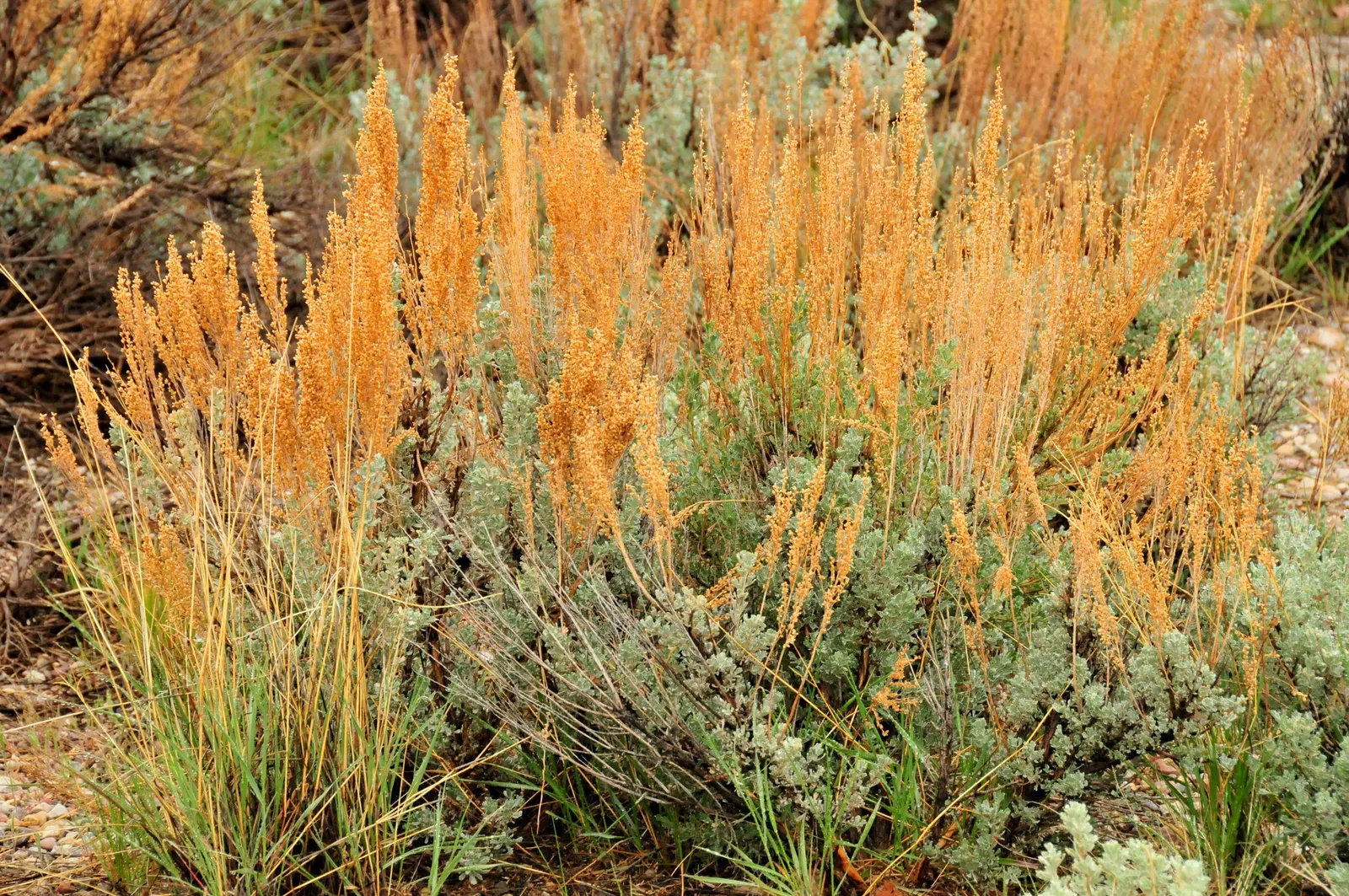 Big Basin Sagebrush (Artemisia Tridentata) — with a similar or slightly greater spread; is an aromatic shrub reaching 4-6 feet tall and 6-10 feet wide