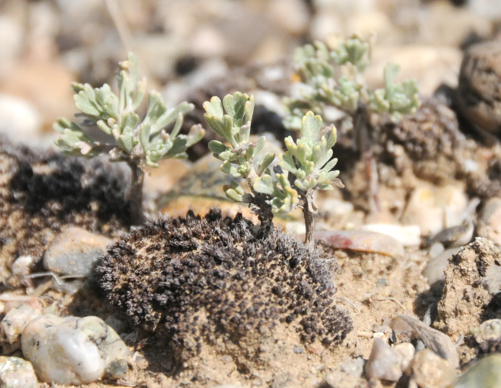 Big Basin Sagebrush (Artemisia Tridentata) — supporting local wildlife and offering erosion control; thriving in well-draining conditions with full sun exposure