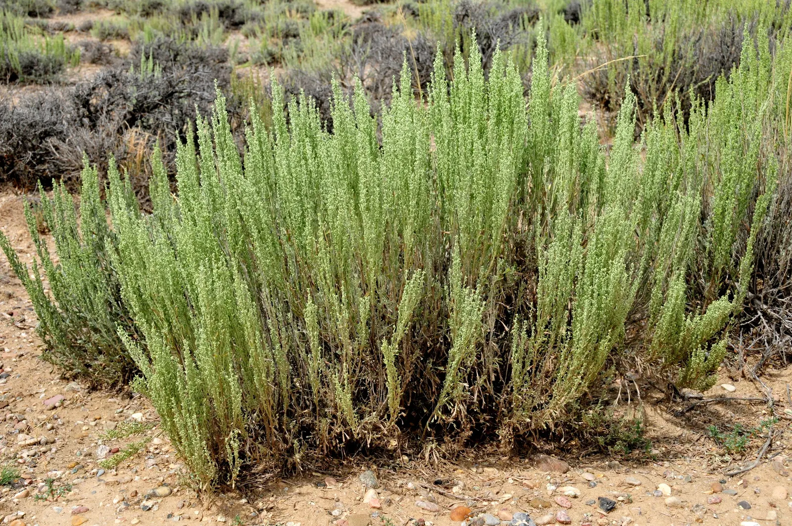 Big Basin Sagebrush (Artemisia Tridentata) — Its silvery-green foliage has a distinctive three-pronged tip