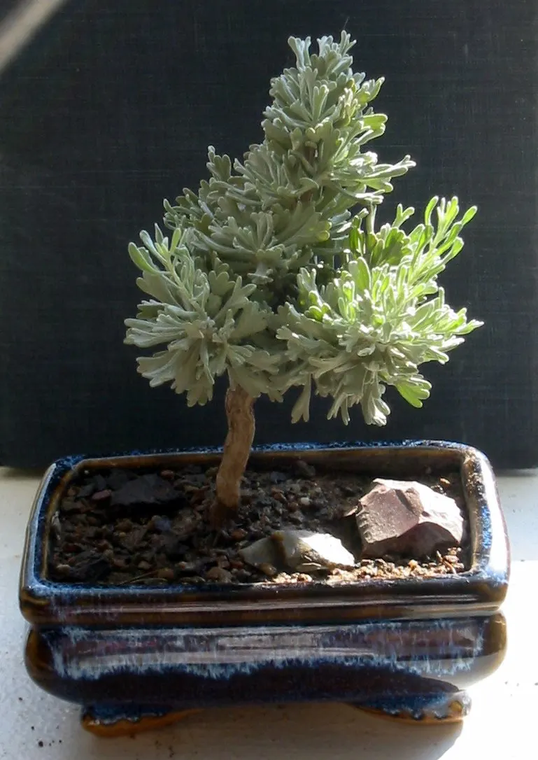 Big Basin Sagebrush (Artemisia Tridentata) — This drought-resistant perennial provides year-round interest and is integral to native and xeric, image 53