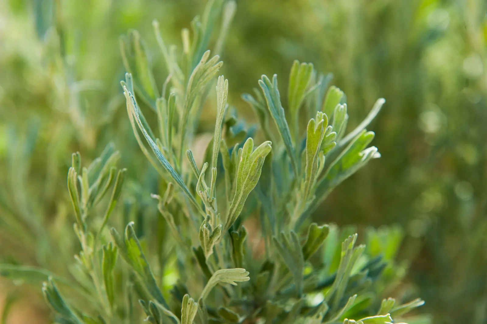 Big Basin Sagebrush (Artemisia Tridentata) — thriving in well-draining conditions with full sun exposure; supporting local wildlife and offering erosion control