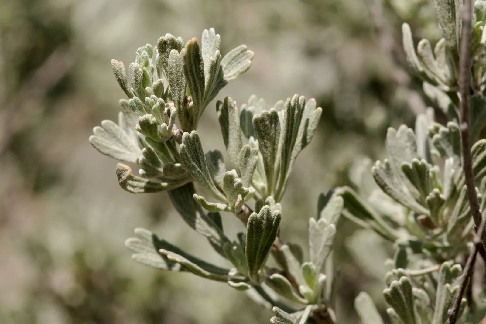 Big Basin Sagebrush (Artemisia Tridentata) — yellow flowers in the garden; scientifically known as Artemisia tridentata, image 70