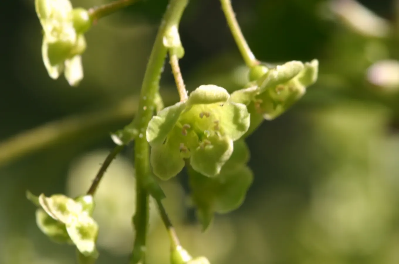 Garden Red Currant (Ribes Rubrum) — which are a subtle highlight before the main attraction