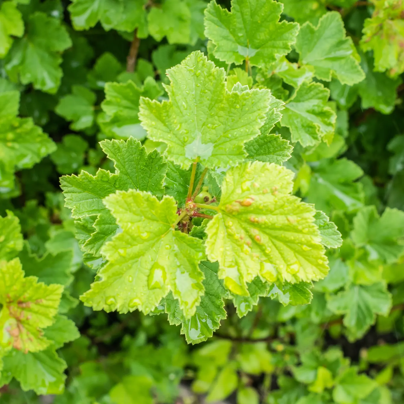 Garden Red Currant (Ribes Rubrum) — shrub for half or shade