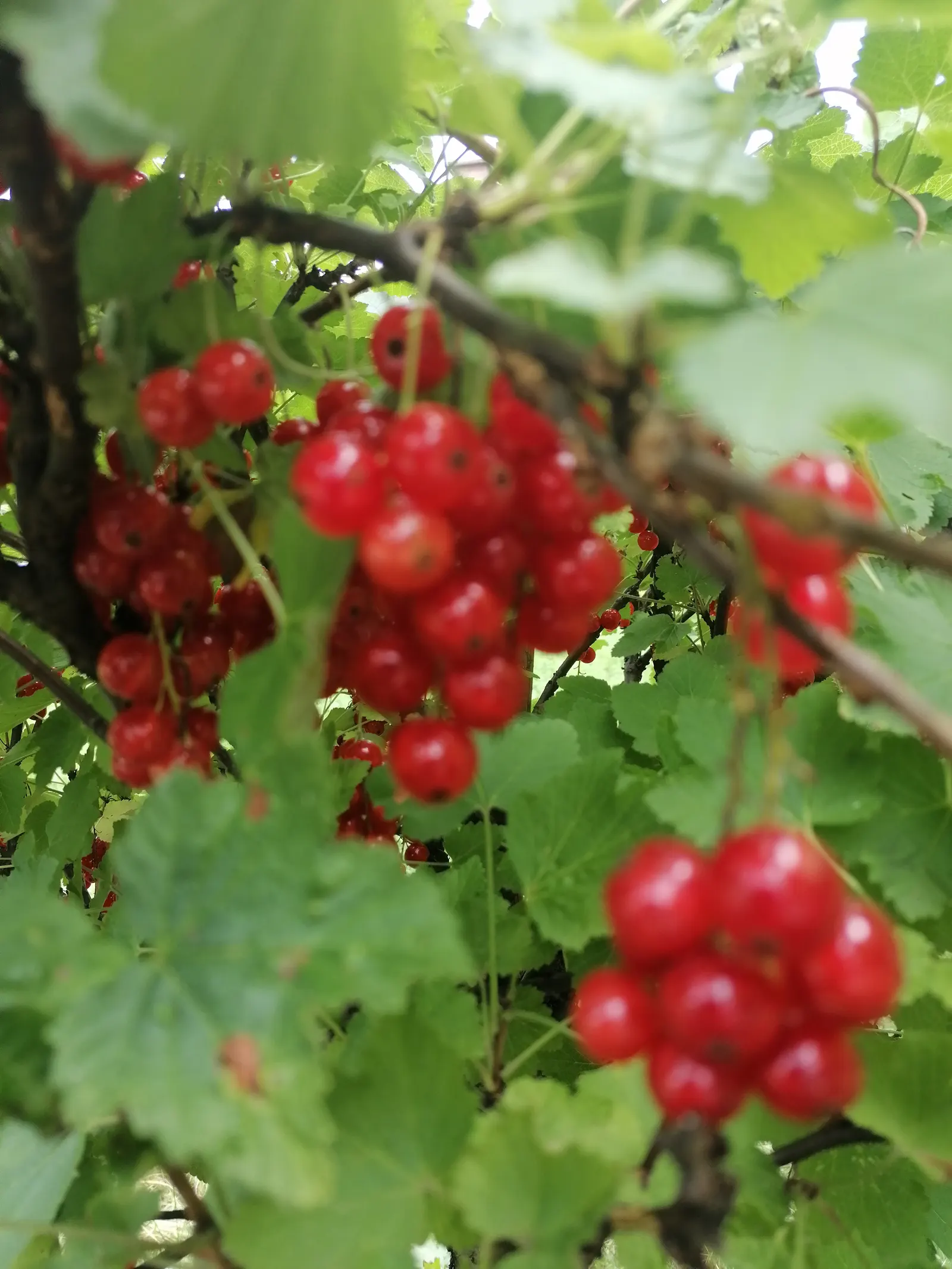 Garden Red Currant (Ribes Rubrum) — which are a subtle highlight before the main attraction; they contain a tart flavor, which is perfect for, image 69