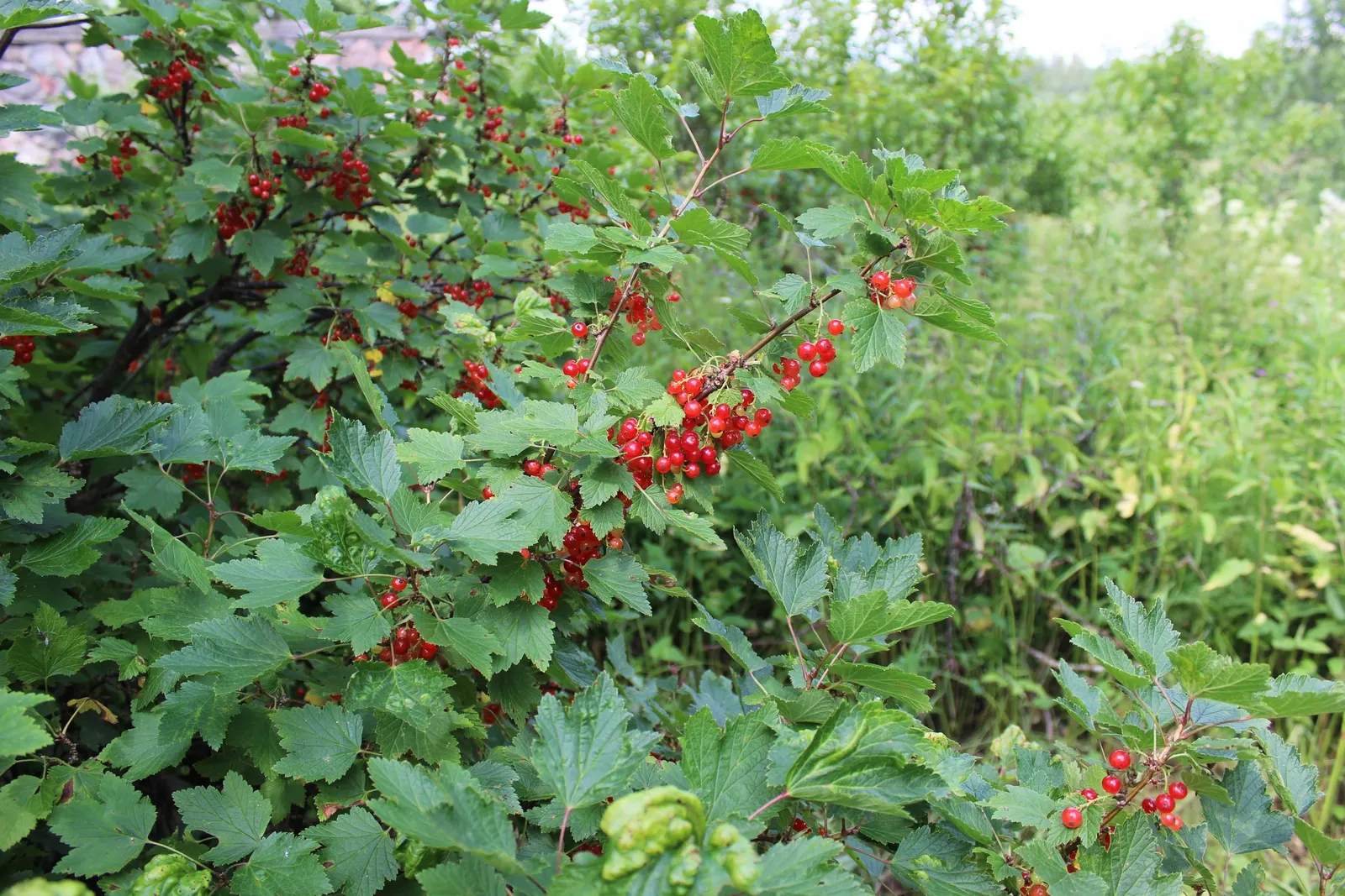 Garden Red Currant (Ribes Rubrum) — the plant produces modest racemes of dainty white or greenish flowers; textured backdrop throughout the growing, image 97