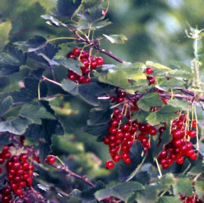 Garden Red Currant (Ribes Rubrum) — This plant typically grows to a height of 3 to 5 feet with a similar spread; when incorporating Red Currant into a design
