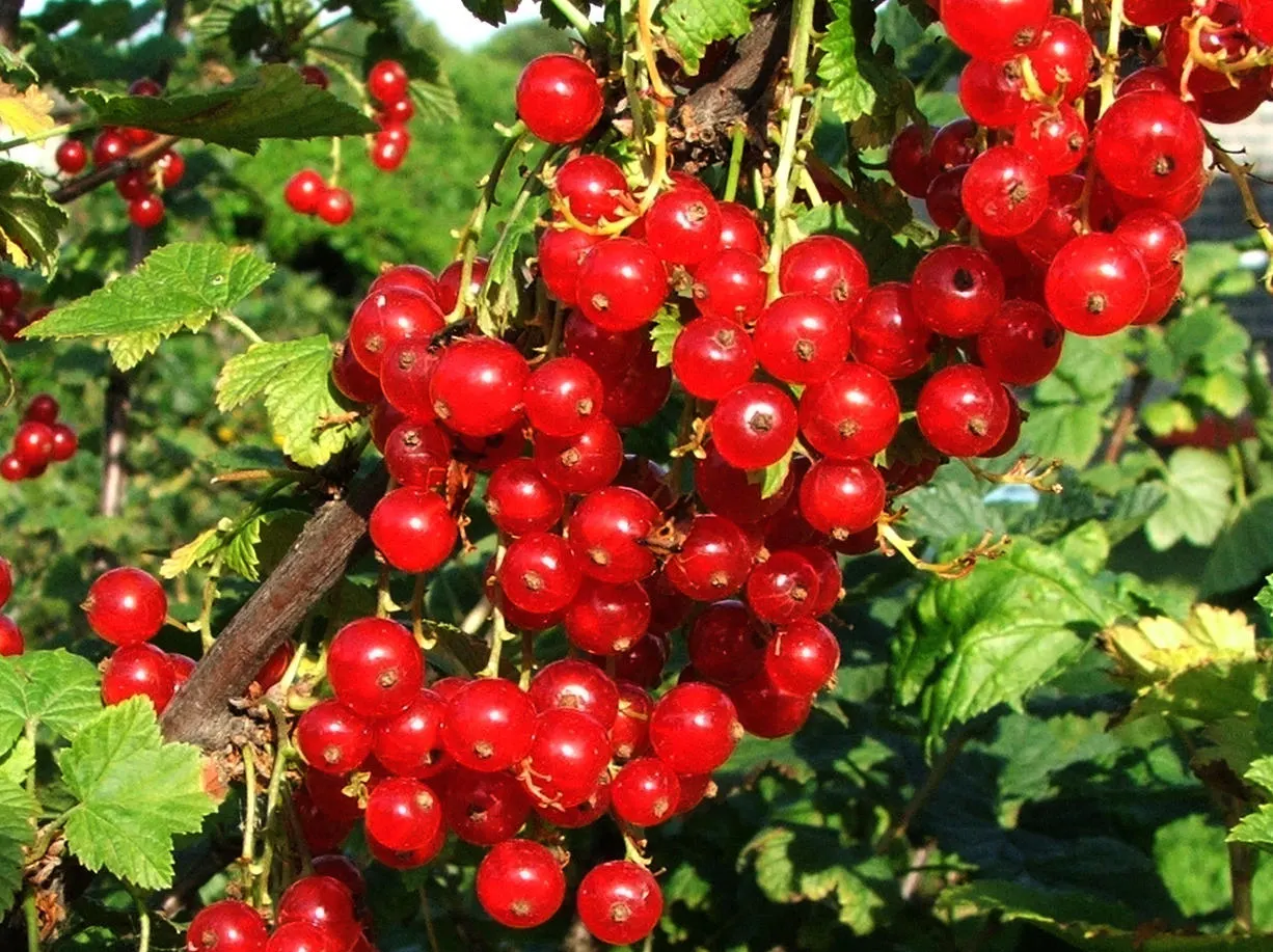Garden Red Currant (Ribes Rubrum) — is a deciduous shrub that introduces a refined and productive element to any landscape design