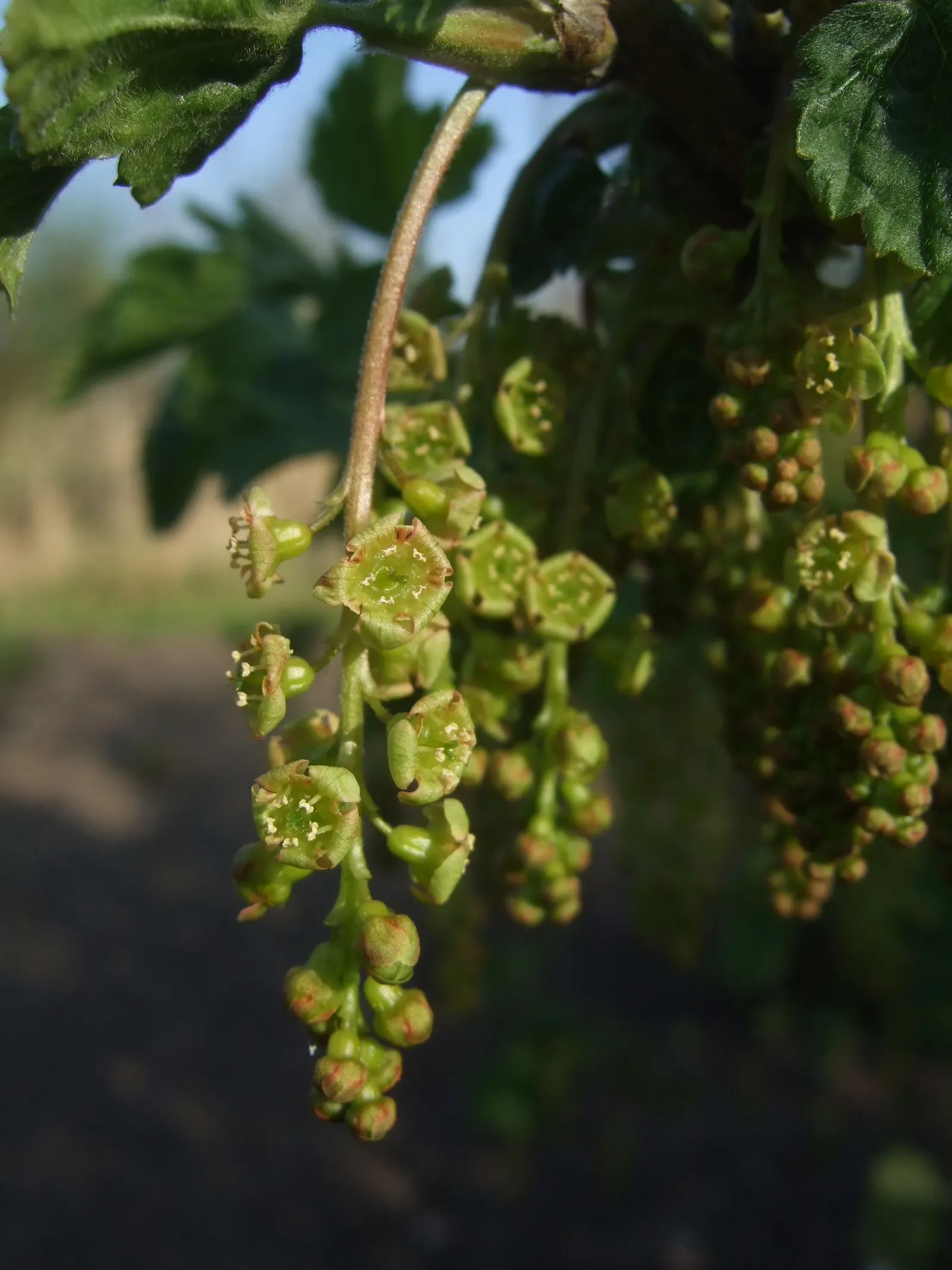 Garden Red Currant (Ribes Rubrum) — Thrives in well-drained, loamy soil with full sun to partial shade; consider its potential as a border plant, image 62