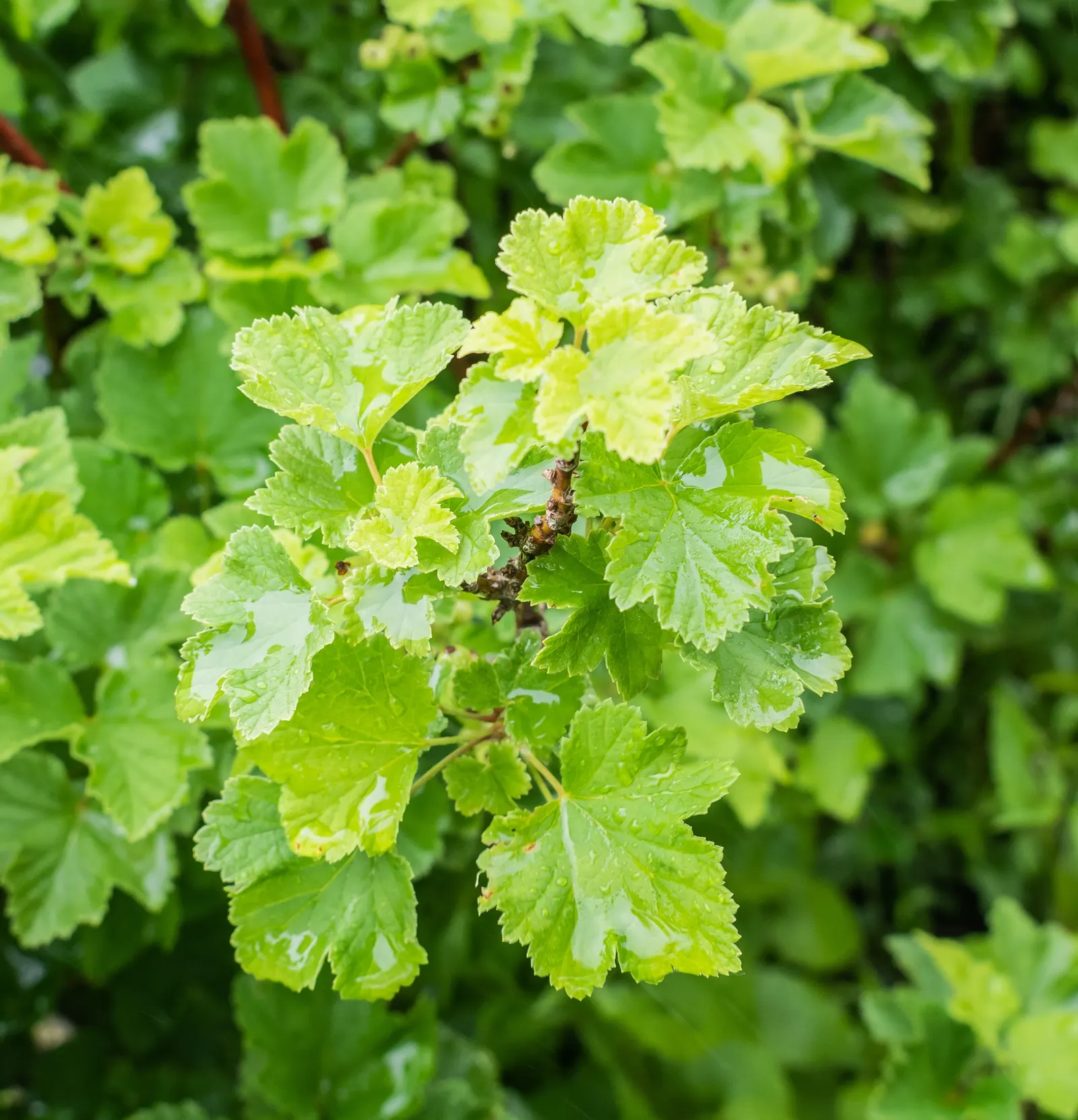Garden Red Currant (Ribes Rubrum) — and low-maintenance requirements; these blossoms give way to the signature jewel-like currants