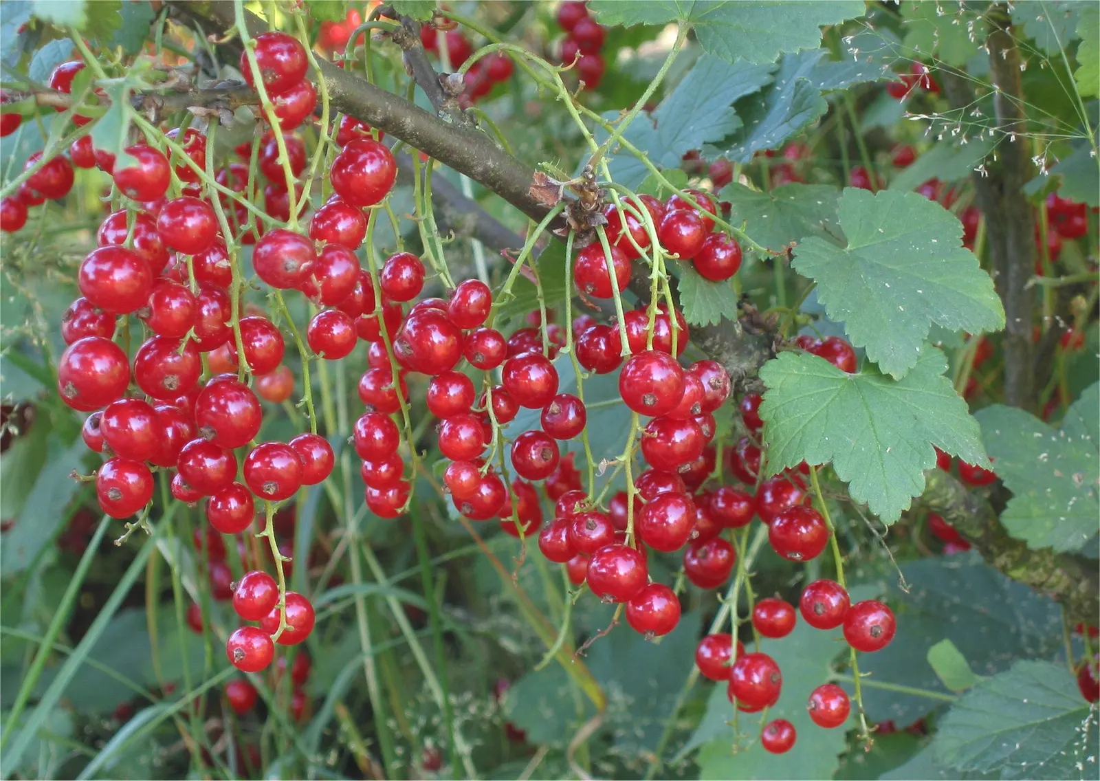 Garden Red Currant (Ribes Rubrum) — the plant produces modest racemes of dainty white or greenish flowers