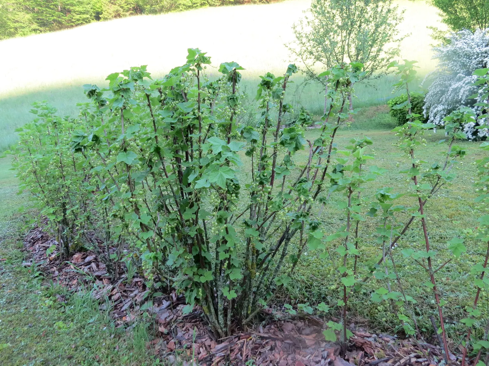 Garden Red Currant (Ribes Rubrum) — shrub for half or shade; an addition to an edible garden