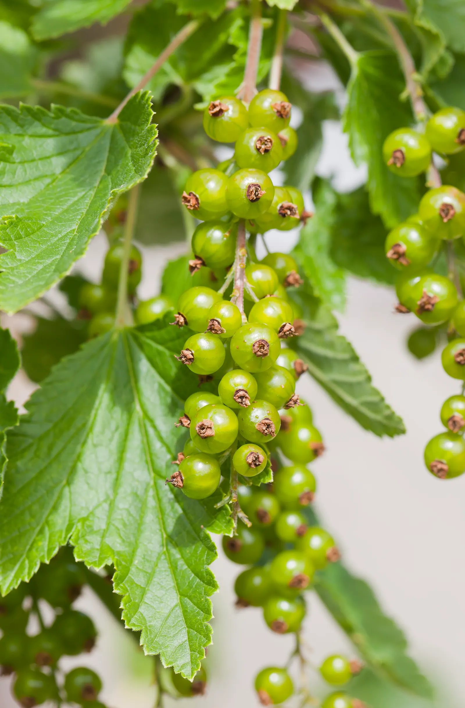 Garden Red Currant (Ribes Rubrum) — When incorporating Red Currant into a design