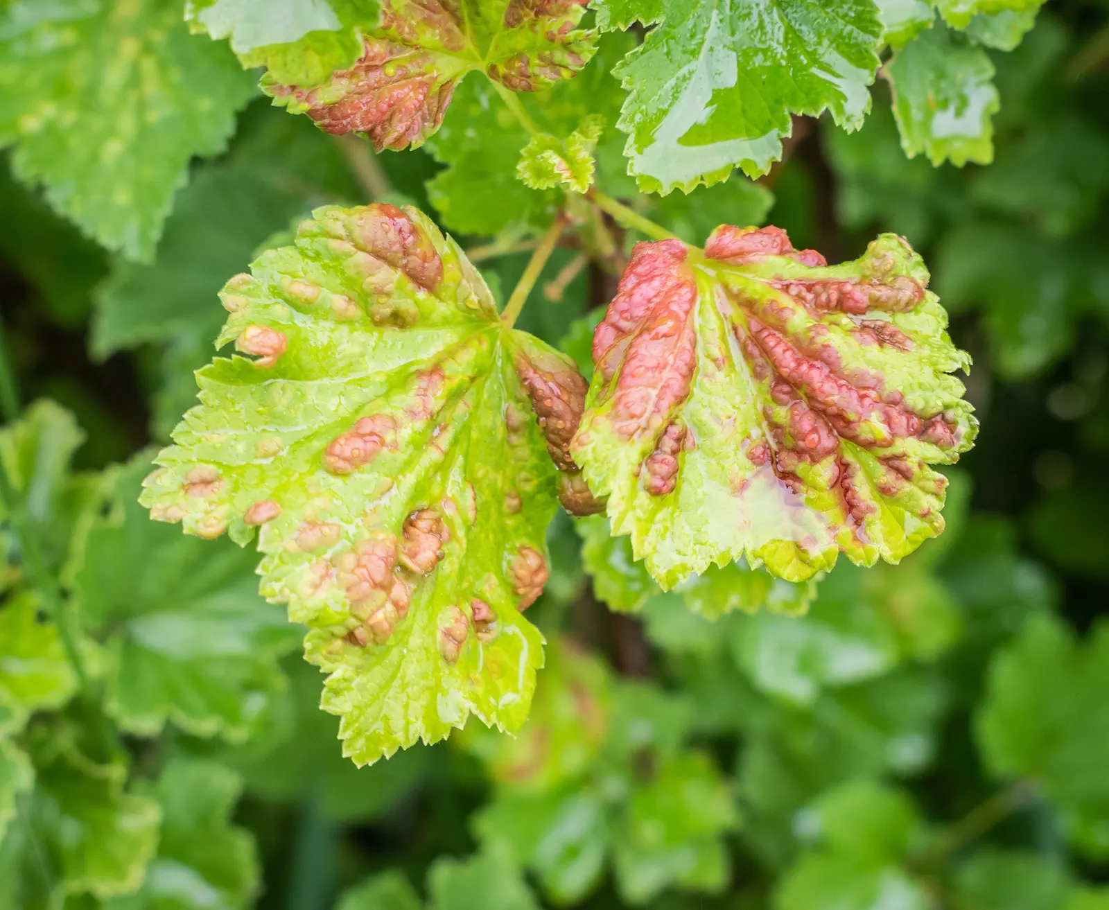 Garden Red Currant (Ribes Rubrum) — adding a nutritious aspect to their ornamental value.<br><br>For landscape architects