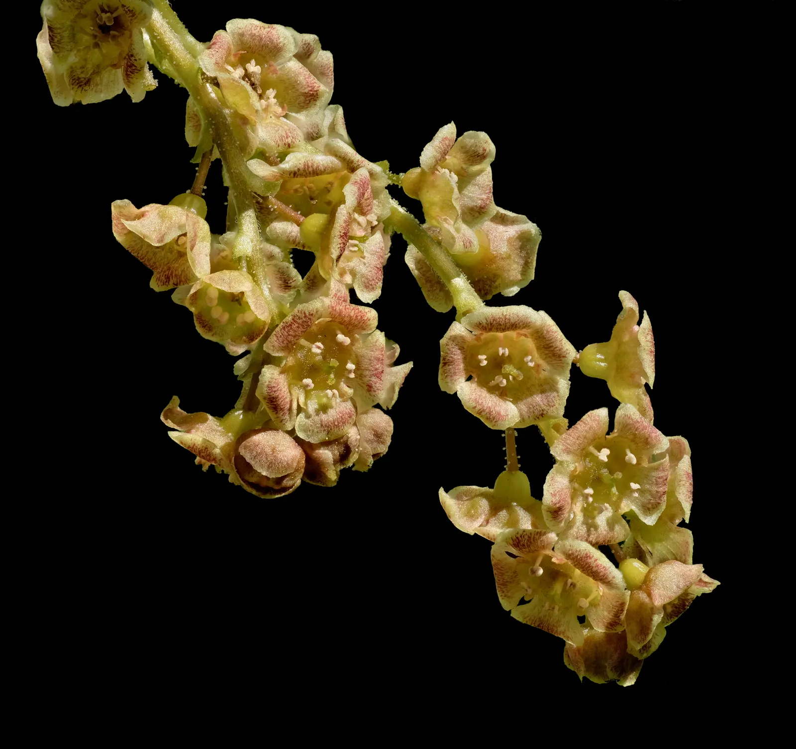 Garden Red Currant (Ribes Rubrum) — These blossoms give way to the signature jewel-like currants; regular pruning will maintain an attractive shape and