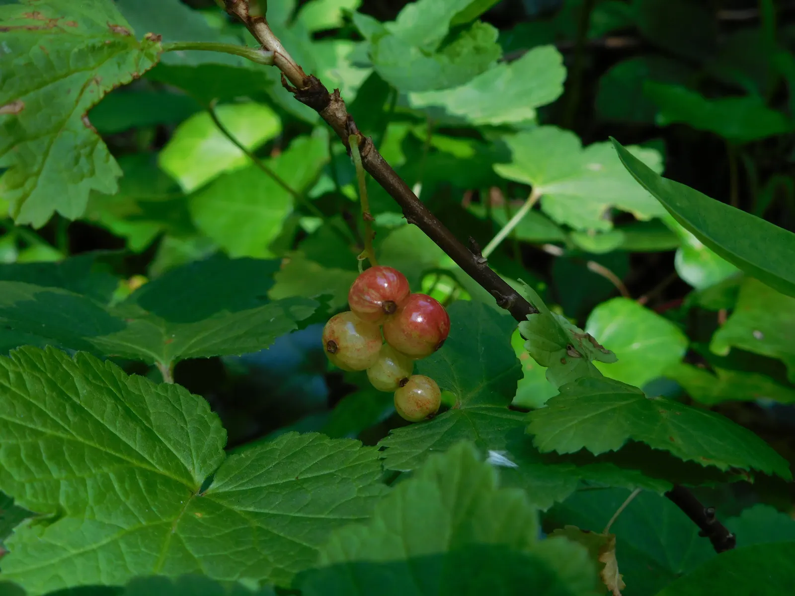 Garden Red Currant (Ribes Rubrum) — it's important to note that Ribes rubrum prefers well-drained