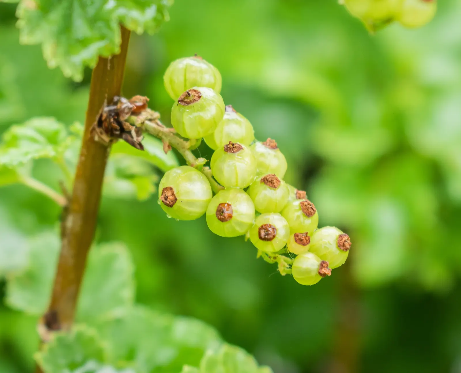 Garden Red Currant (Ribes Rubrum) — This plant typically grows to a height of 3 to 5 feet with a similar spread