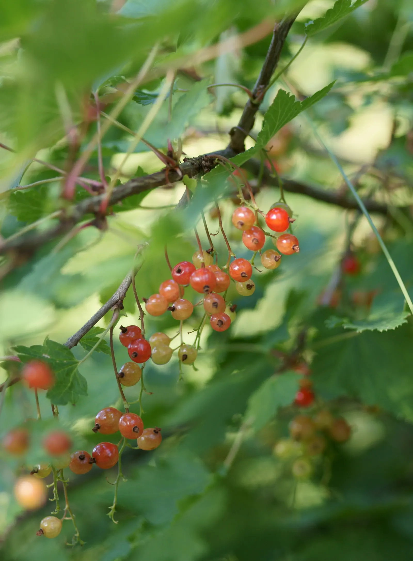 Garden Red Currant (Ribes Rubrum) — shrub for half or shade; an addition to an edible garden, image 87