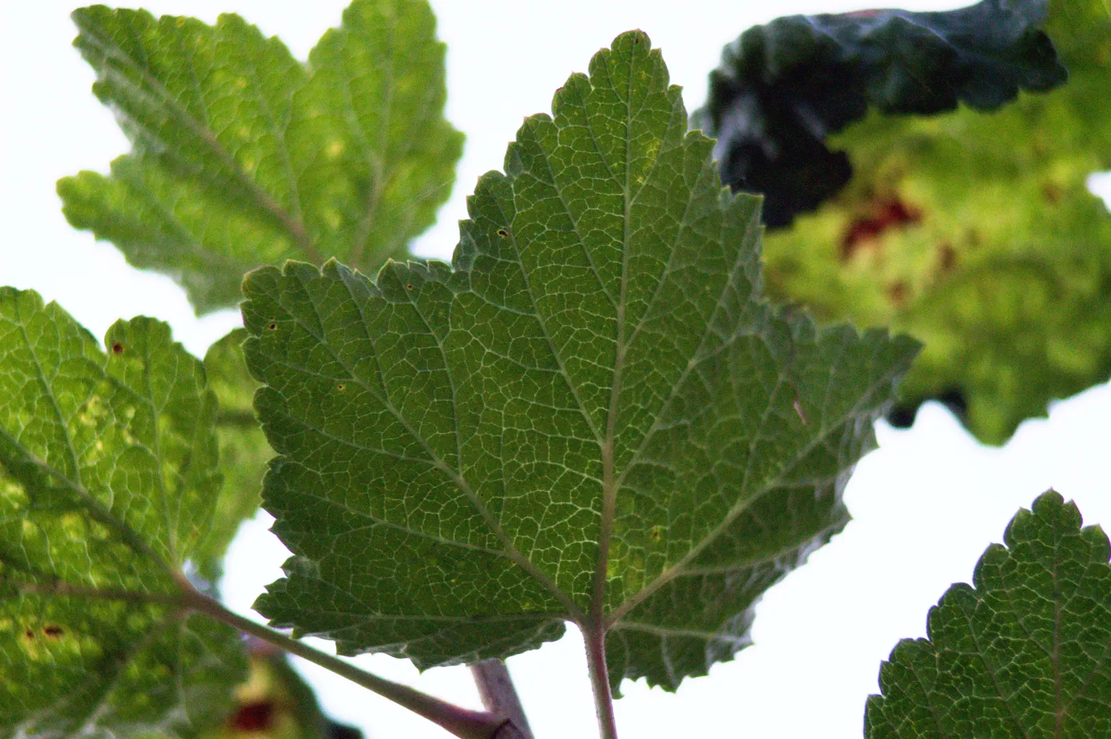 Garden Red Currant (Ribes Rubrum) — tolerating temperatures down to about -40 degrees Fahrenheit; making the Garden Red Currant a delightful choice, image 79
