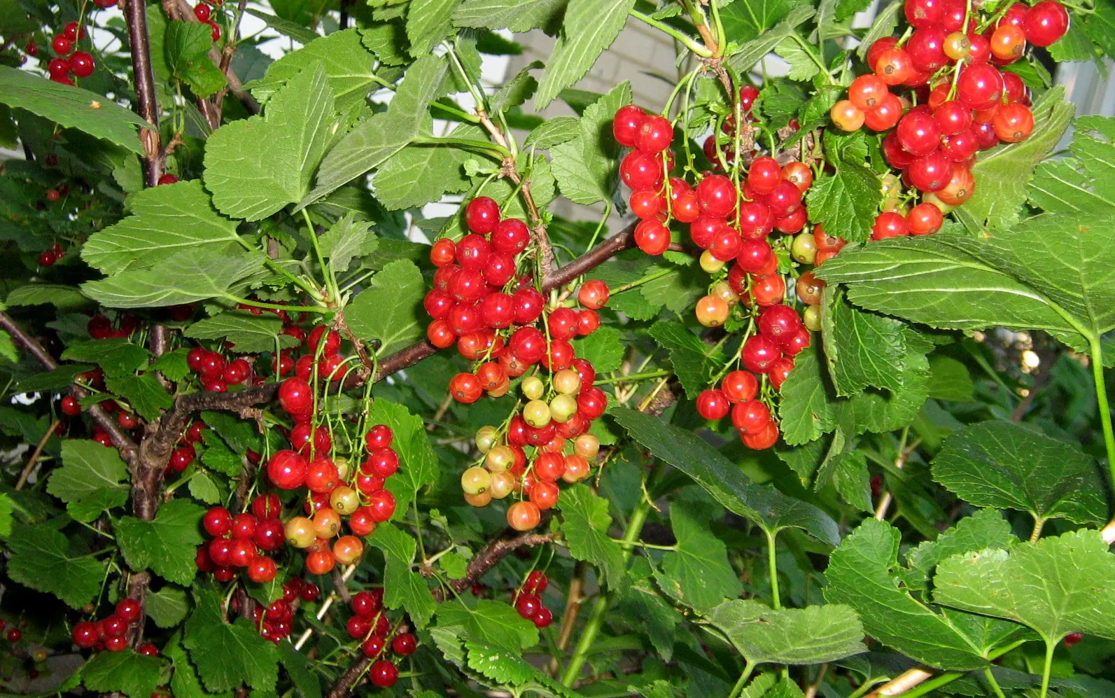 Garden Red Currant (Ribes Rubrum) — ripening from translucent green to a radiant red in mid to late summer.<br><br>The berries; the Garden Red, image 100