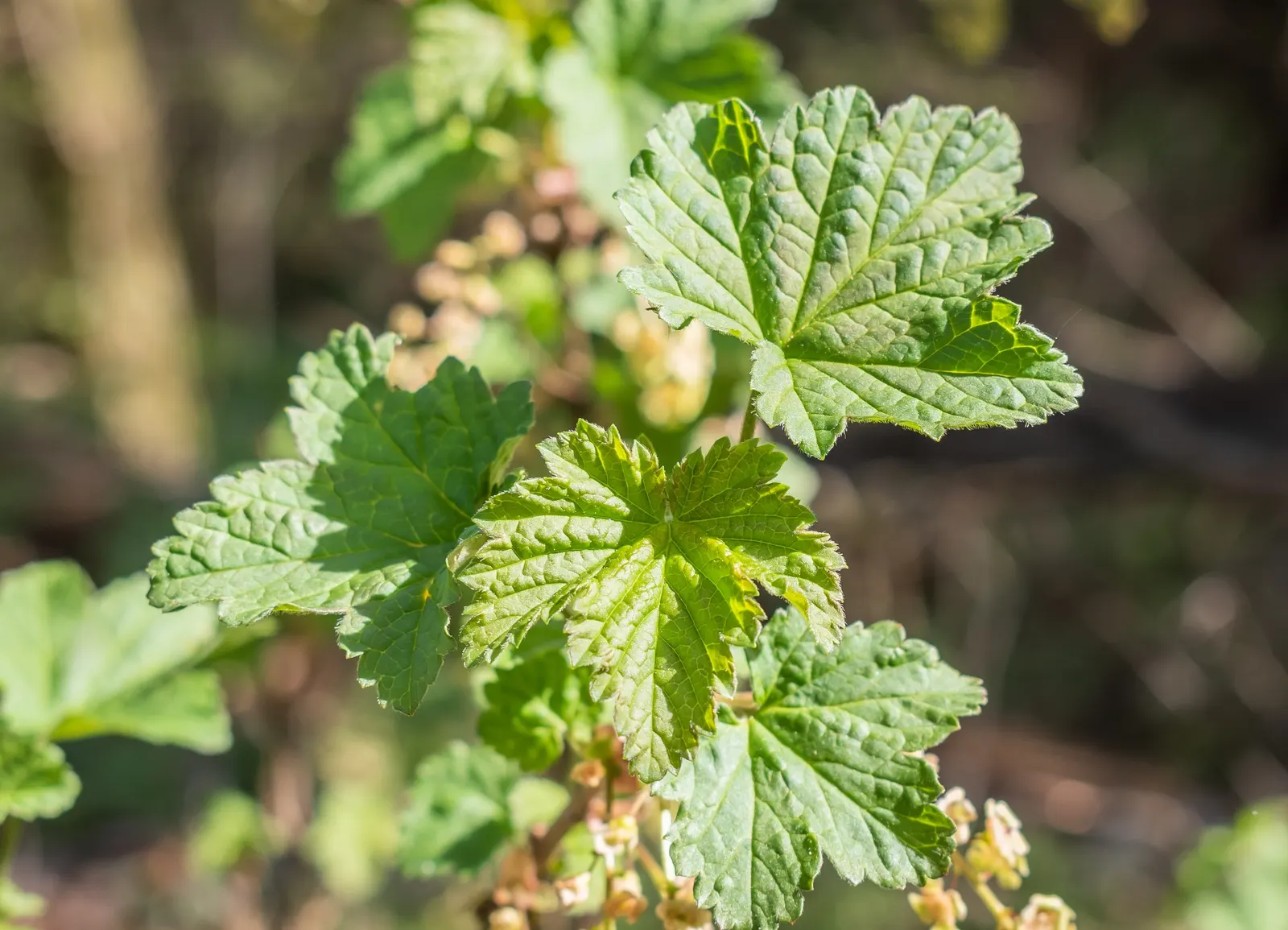 Garden Red Currant (Ribes Rubrum) — is a deciduous shrub that introduces a refined and productive element to any landscape design; the currants are also high
