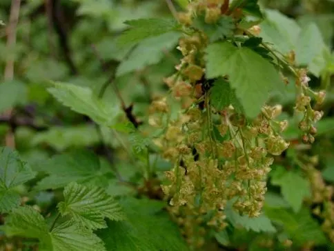 Garden Red Currant (Ribes Rubrum) — Regular pruning will maintain an attractive shape and encourage fruit production; ripening from translucent green to a