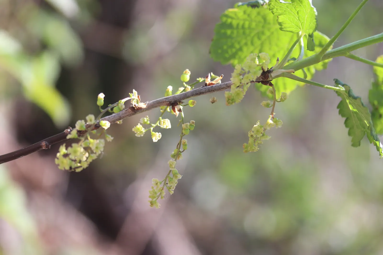 Garden Red Currant (Ribes Rubrum) — making it suitable for USDA zones 3 through 7; scientifically known as Ribes rubrum