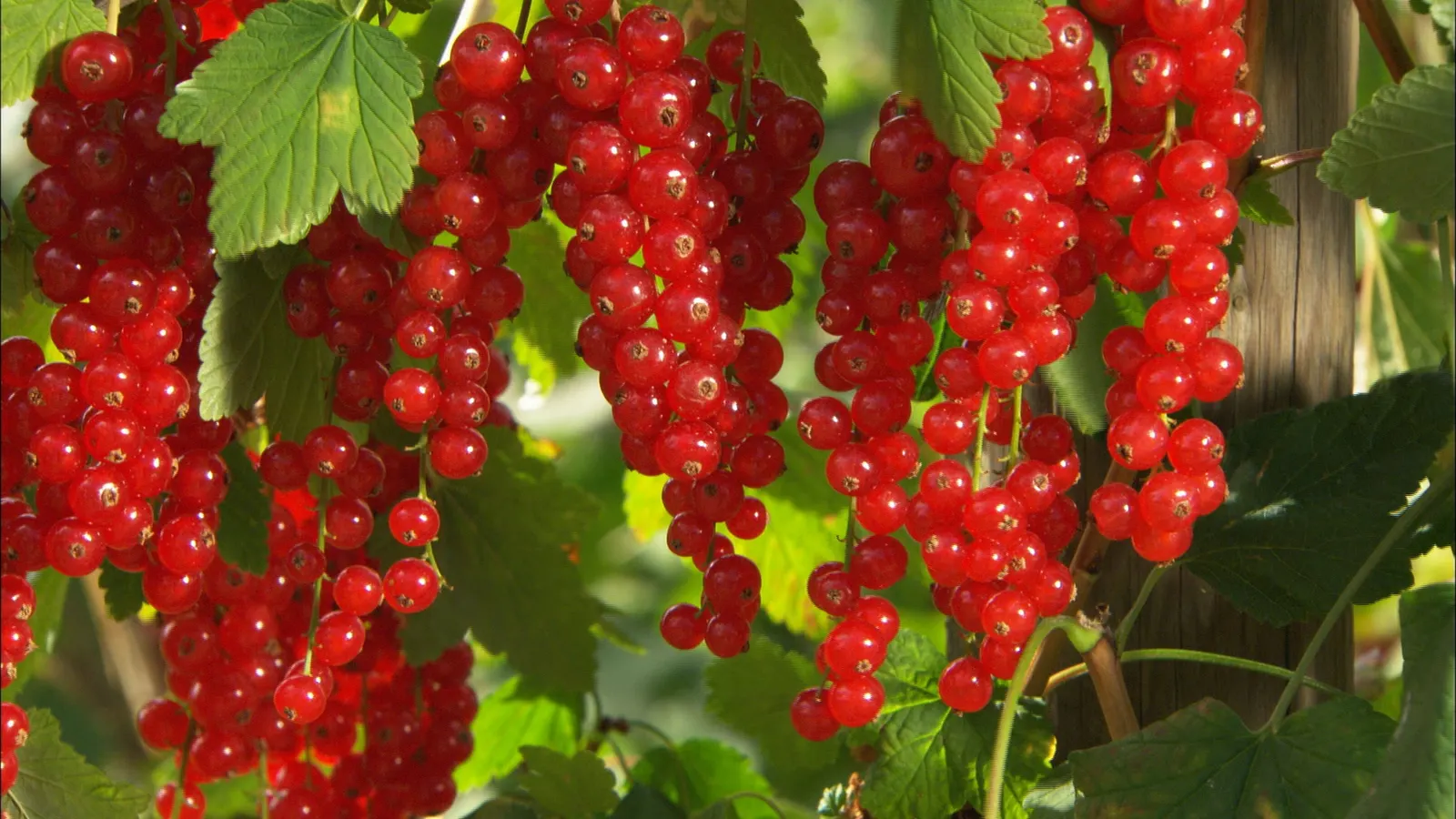 Garden Red Currant (Ribes Rubrum) — an addition to an edible garden