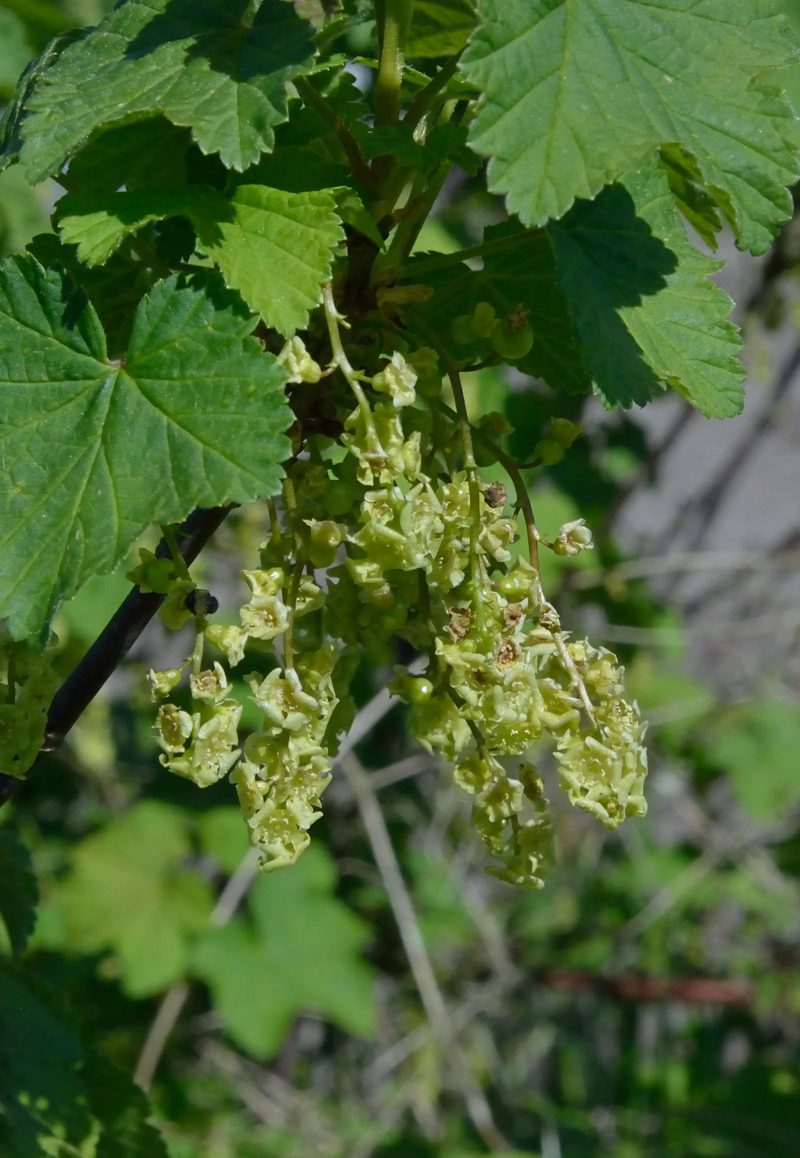 Garden Red Currant (Ribes Rubrum) — fertile soil and thrives in full sun to partial shade; tolerating temperatures down to about -40 degrees Fahrenheit
