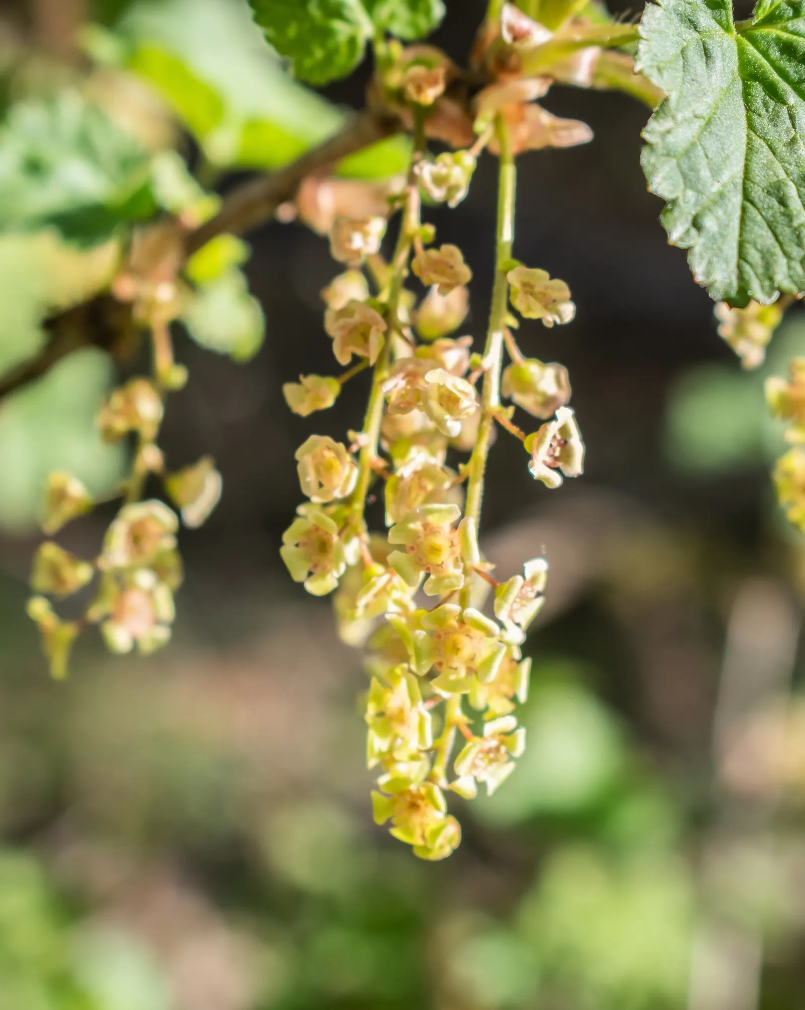 Garden Red Currant (Ribes Rubrum) — These blossoms give way to the signature jewel-like currants; regular pruning will maintain an attractive shape, image 99