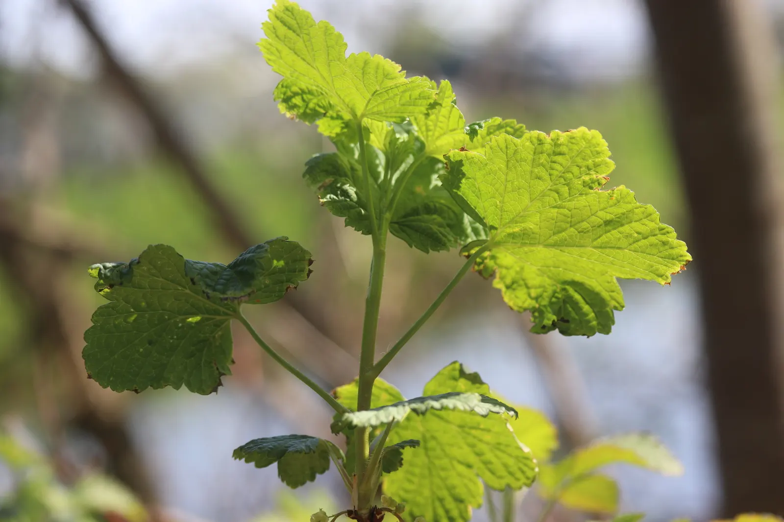 Garden Red Currant (Ribes Rubrum) — each approximately 1/4 to 3/8 inch in diameter; this plant typically grows to a height of 3 to 5 feet with a similar spread