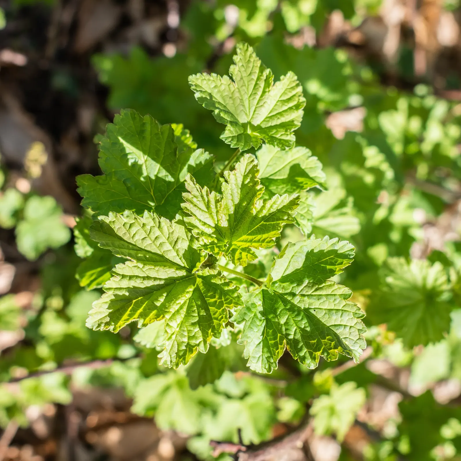 Garden Red Currant (Ribes Rubrum) — Esteemed for its clusters of bright red berries, the plant offers a tart flavor popular in culinary uses; which, image 89