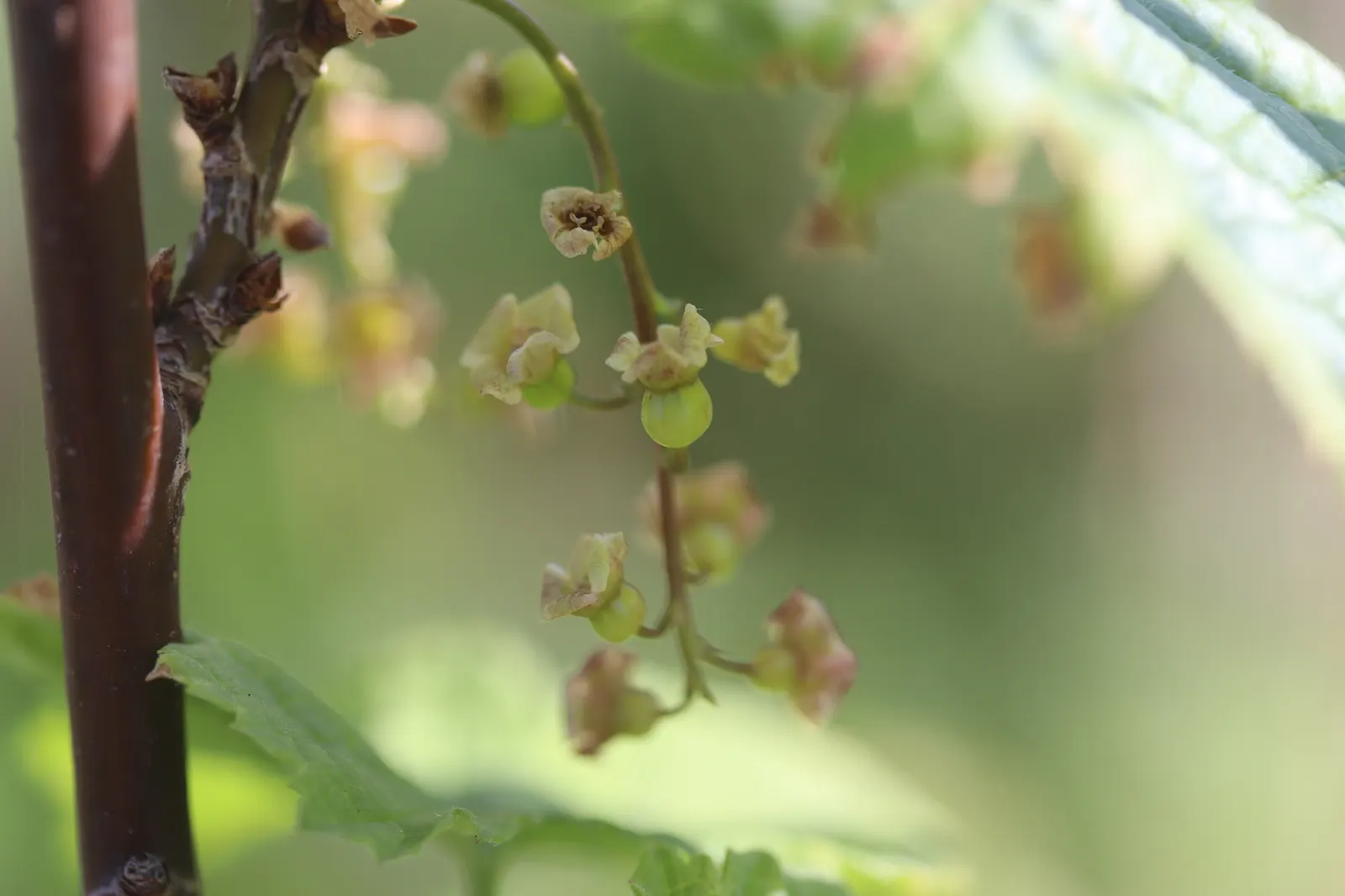 Garden Red Currant (Ribes Rubrum) — The Garden Red Currant (Ribes rubrum) is a hardy deciduous shrub reaching 3-5 feet in height and width; thrives in