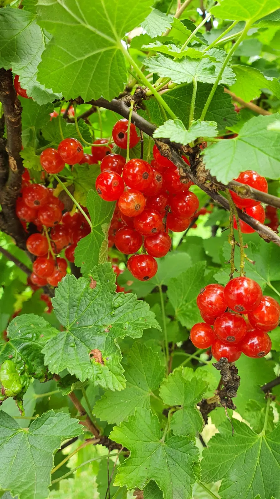 Garden Red Currant (Ribes Rubrum) — is a deciduous shrub that introduces a refined and productive element to any landscape design; the currants are, image 94