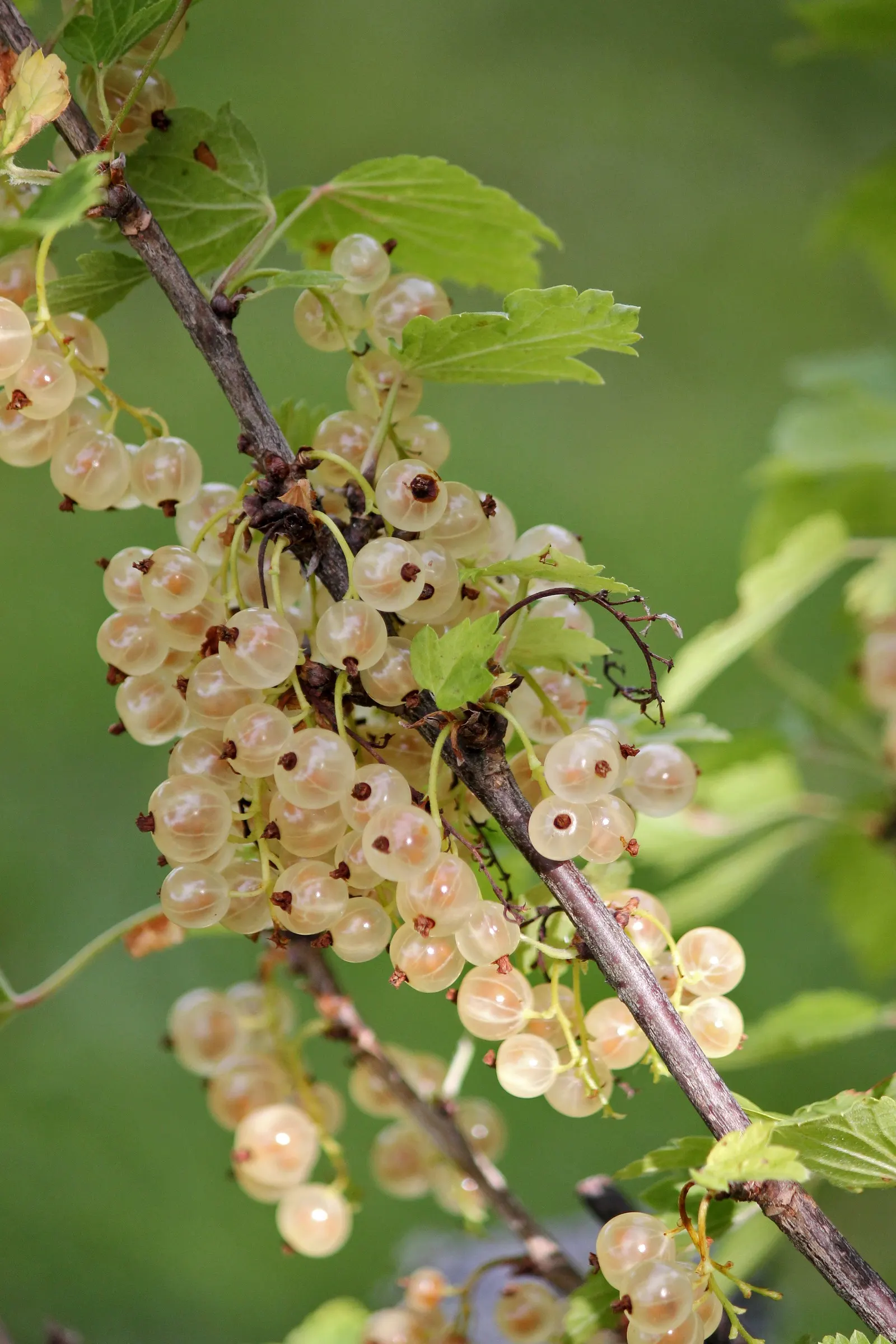 Garden Red Currant (Ribes Rubrum) — are a visual and edible treat