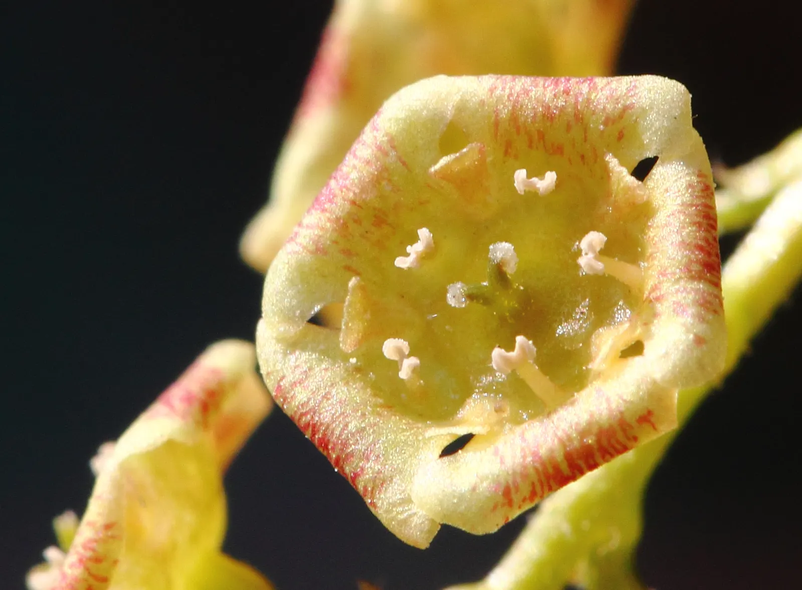 Garden Red Currant (Ribes Rubrum) — They contain a tart flavor, which is perfect for jellies, preserves, and baking; making it suitable for USDA, image 74