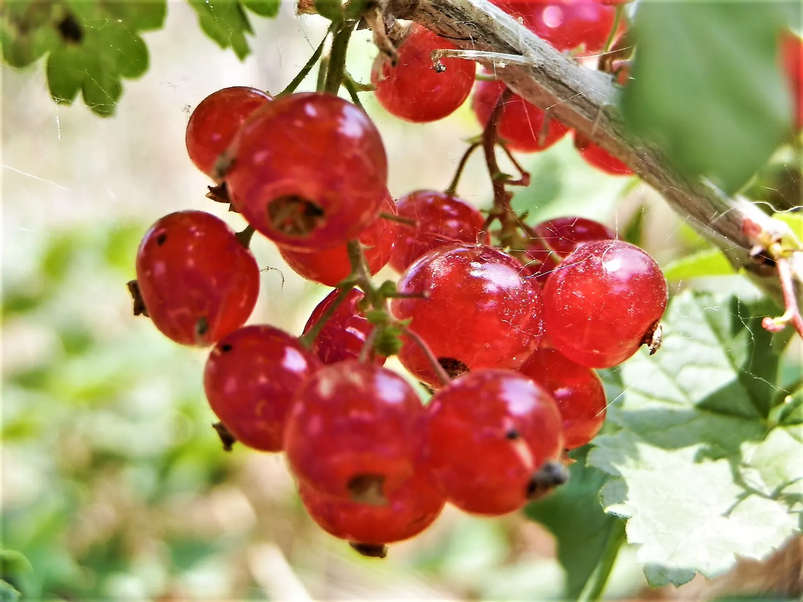 Garden Red Currant (Ribes Rubrum) — They contain a tart flavor, which is perfect for jellies, preserves, and baking
