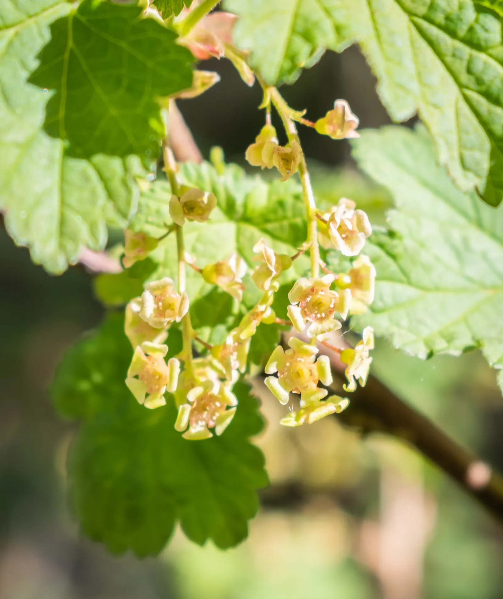Garden Red Currant (Ribes Rubrum) — This plant typically grows to a height of 3 to 5 feet with a similar spread; when incorporating Red Currant, image 66