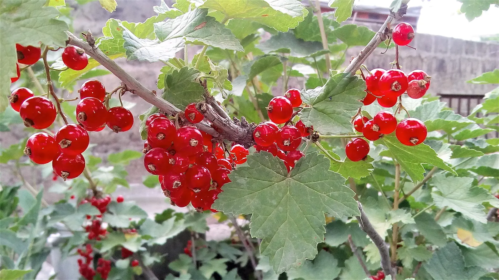 Garden Red Currant (Ribes Rubrum) — Esteemed for its clusters of bright red berries, the plant offers a tart flavor popular in culinary uses; which, image 60