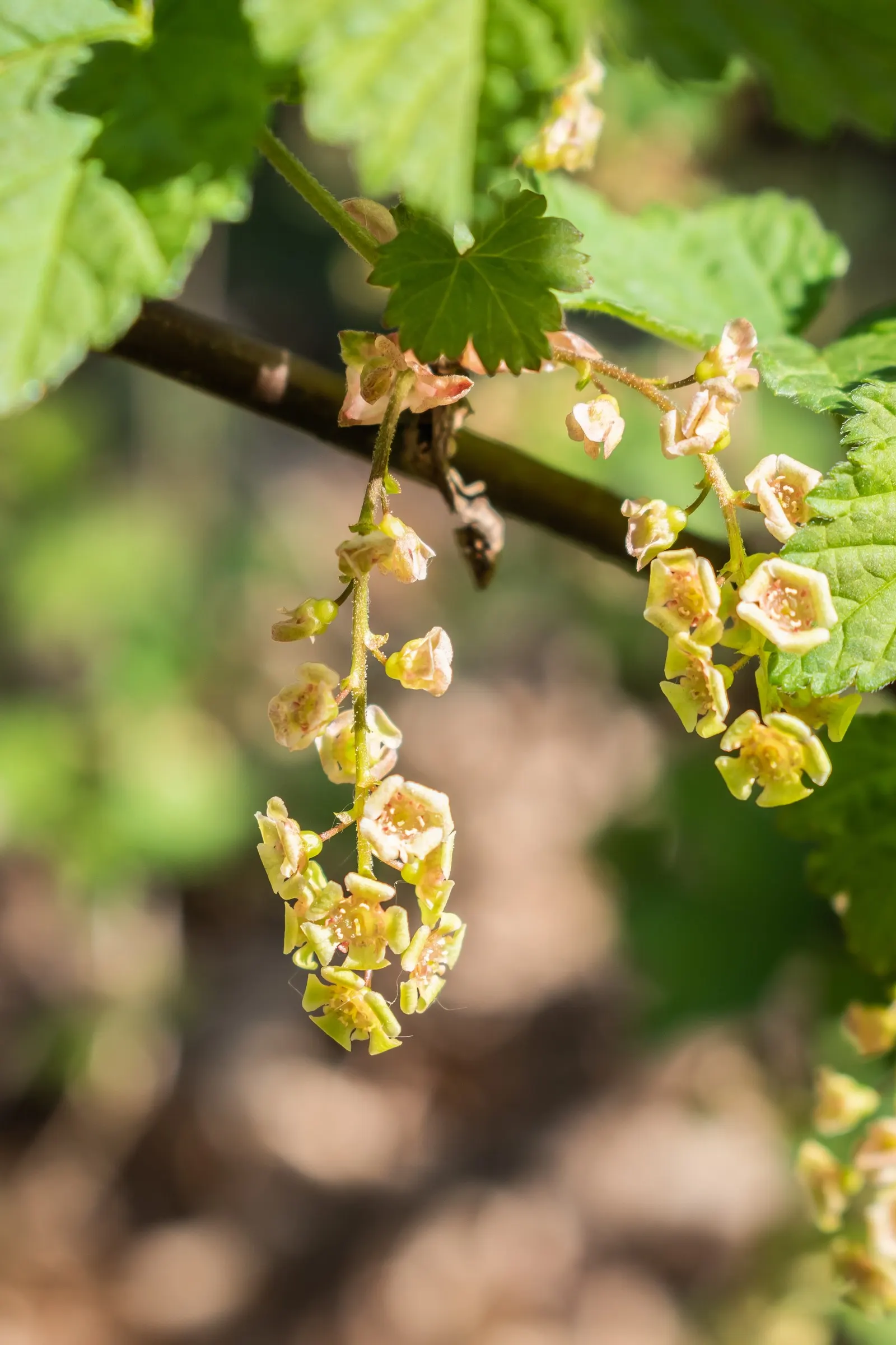 Garden Red Currant (Ribes Rubrum) — adding a nutritious aspect to their ornamental value.<br><br>For landscape architects; is a deciduous shrub, image 105