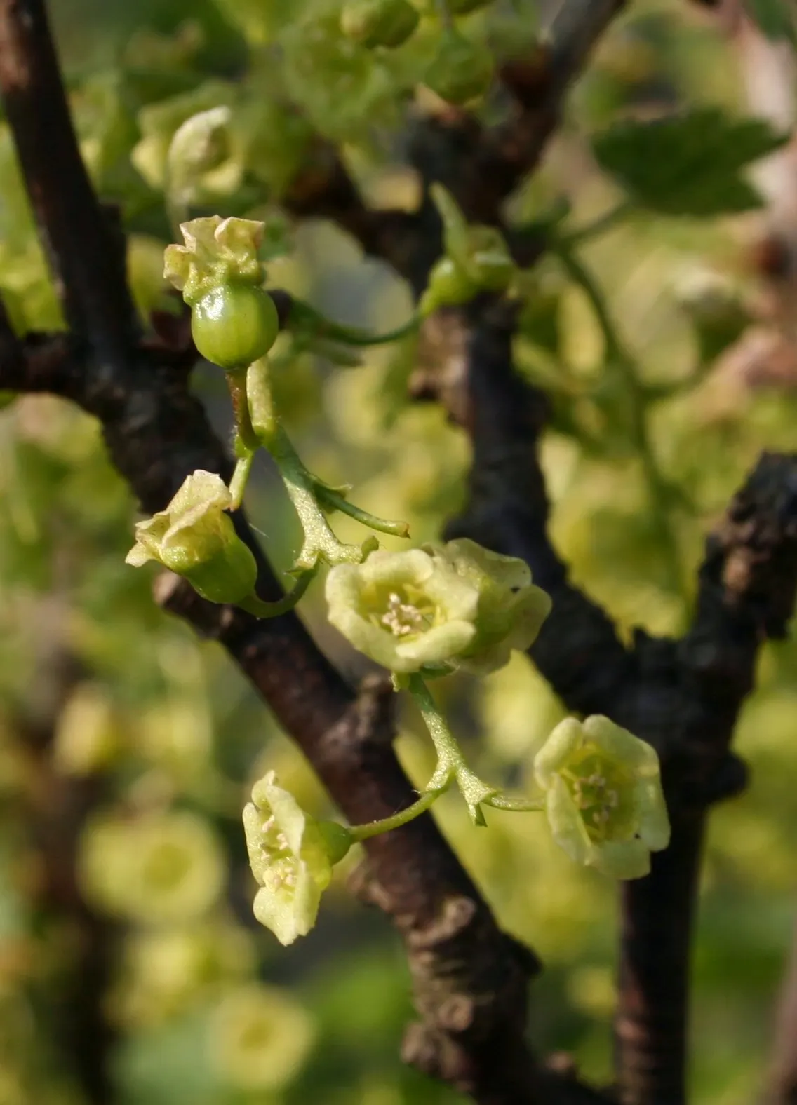 Garden Red Currant (Ribes Rubrum) — making the Garden Red Currant a delightful choice for their garden; it's important to note that Ribes rubrum prefers