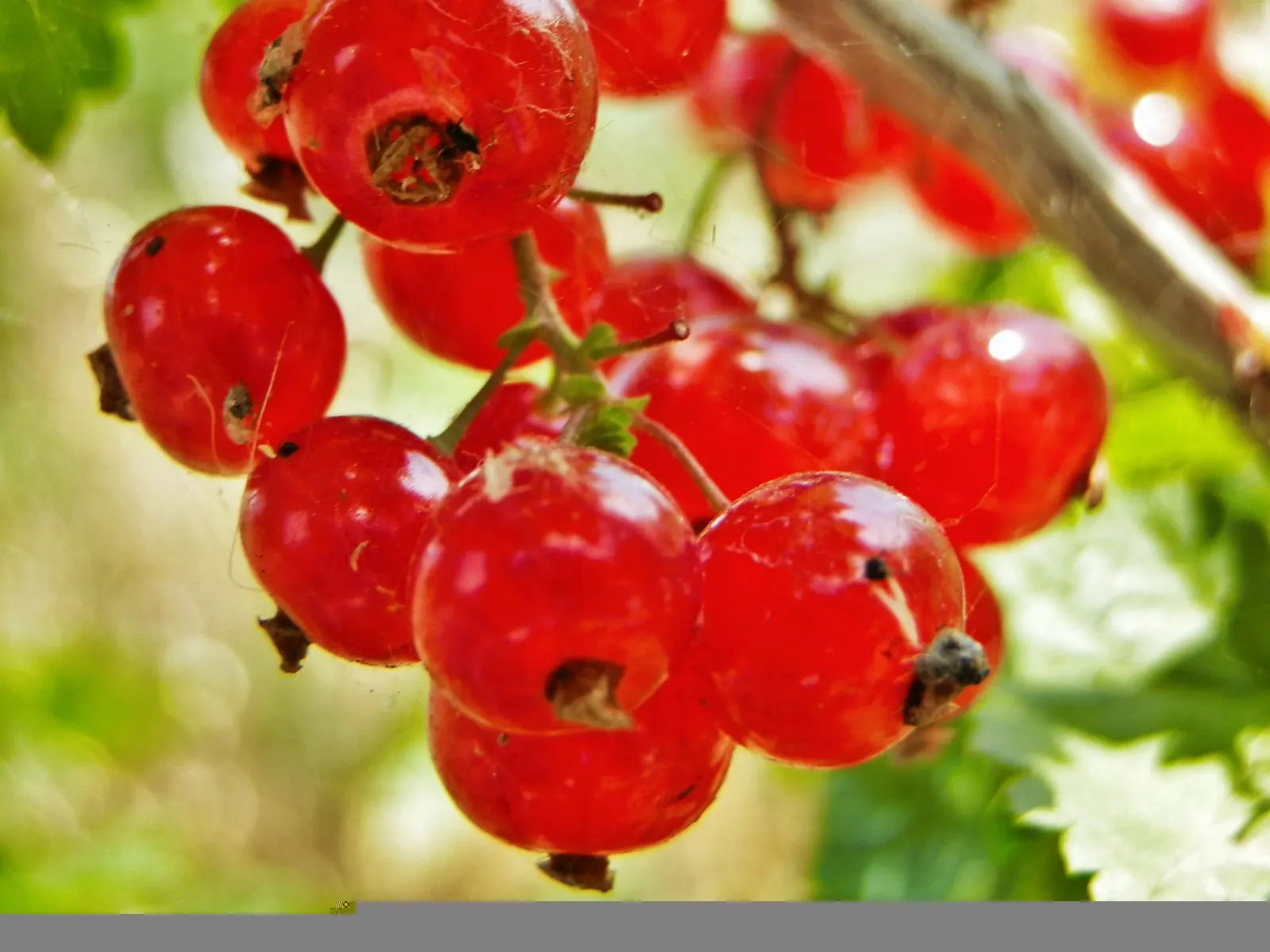 Garden Red Currant (Ribes Rubrum) — Its spring blossoms attract pollinators, while the fruit entices birds; adding a nutritious aspect to their ornamental