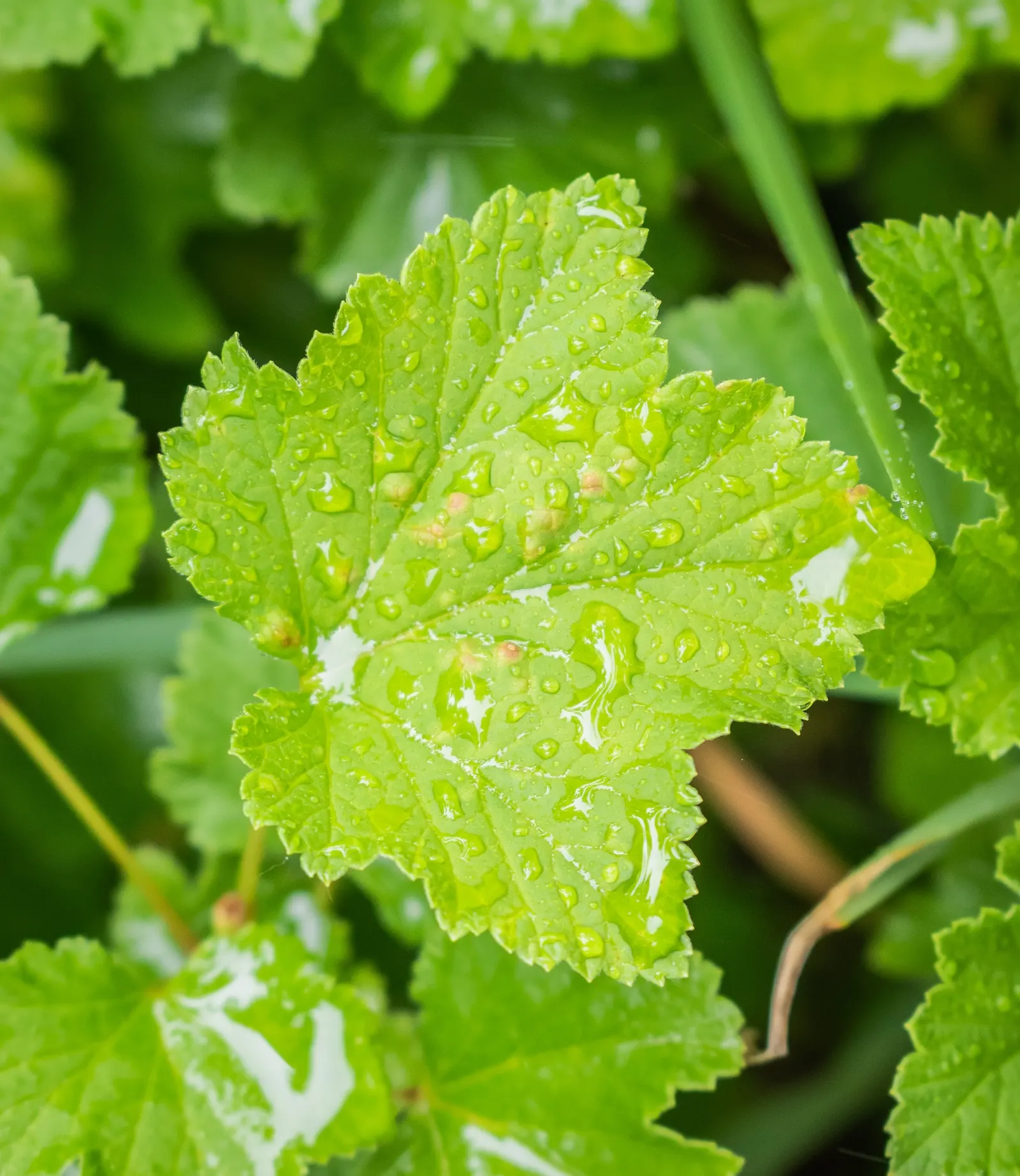 Garden Red Currant (Ribes Rubrum) — are a visual and edible treat, image 44