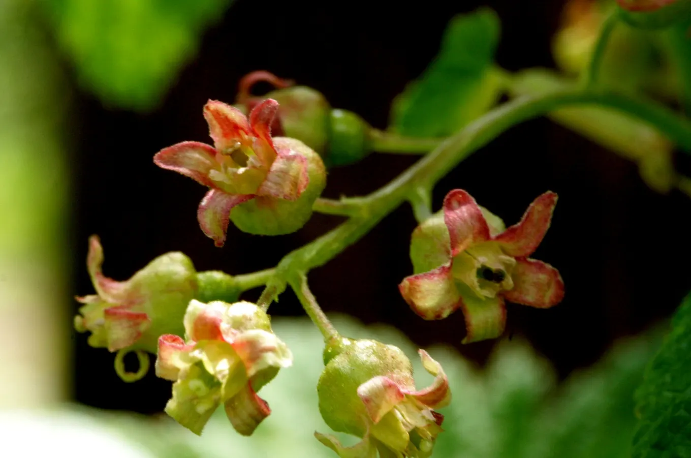 Garden Red Currant (Ribes Rubrum) — When incorporating Red Currant into a design; fertile soil and thrives in full sun to partial shade, image 82