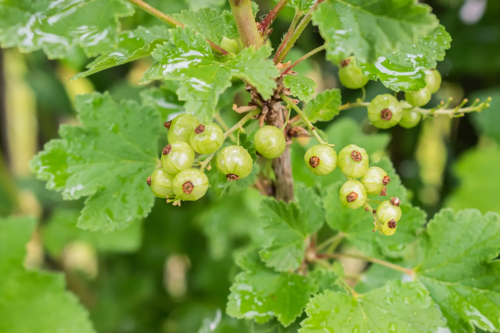 Garden Red Currant (Ribes Rubrum) — Its spring blossoms attract pollinators, while the fruit entices birds; adding a nutritious aspect to their, image 61